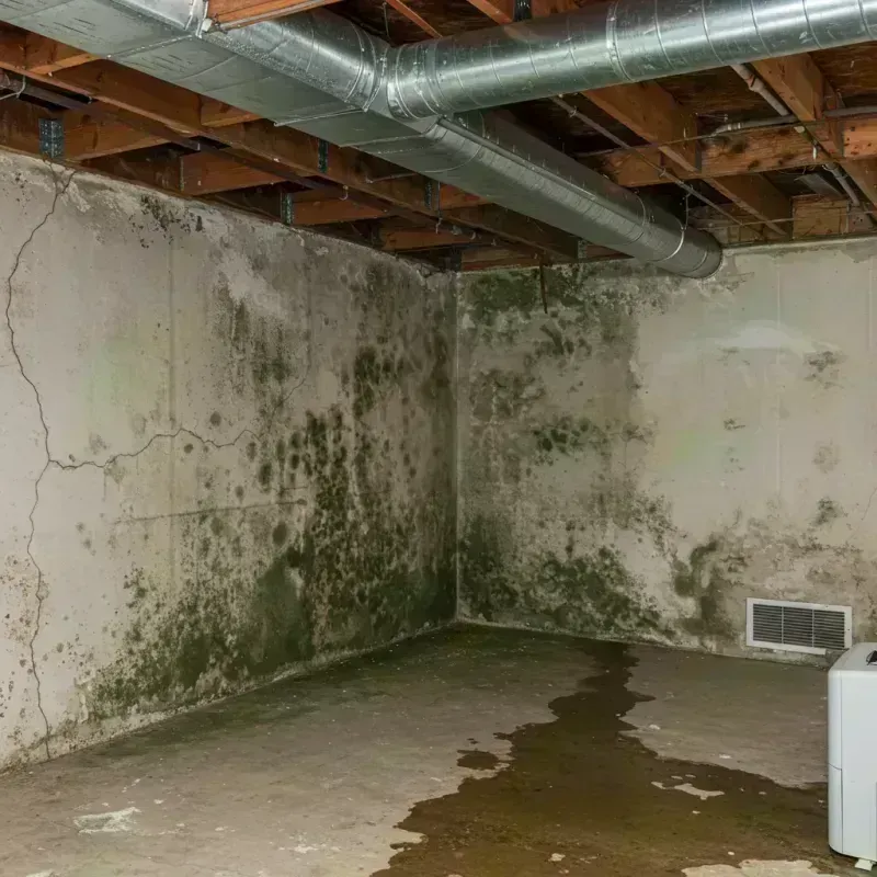 Professional Mold Removal in Jefferson County, IL